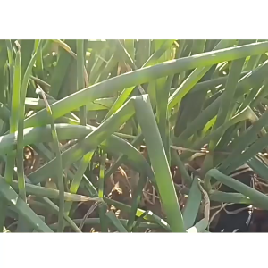 30PCS/Kotak 6 In 1 Pupuk Tanaman Organik Sticks Memberikan Nutrisi Tanaman Pupuk Tanaman Hijau Menyesuaikan Lingkungan Tanah Tanaman