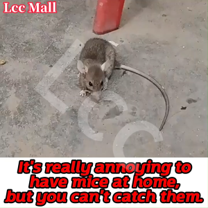 ✨Fast Rodent Control✨ Rat Killer Poison 50g Rat Bait Poison Granules Effective Rodenticide Rat Kill