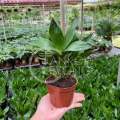 TKL - Lotus Bamboo/Bamboo Basket FengShui Lucky Plant 观音竹/荷花竹/四季招财竹风水植物. 