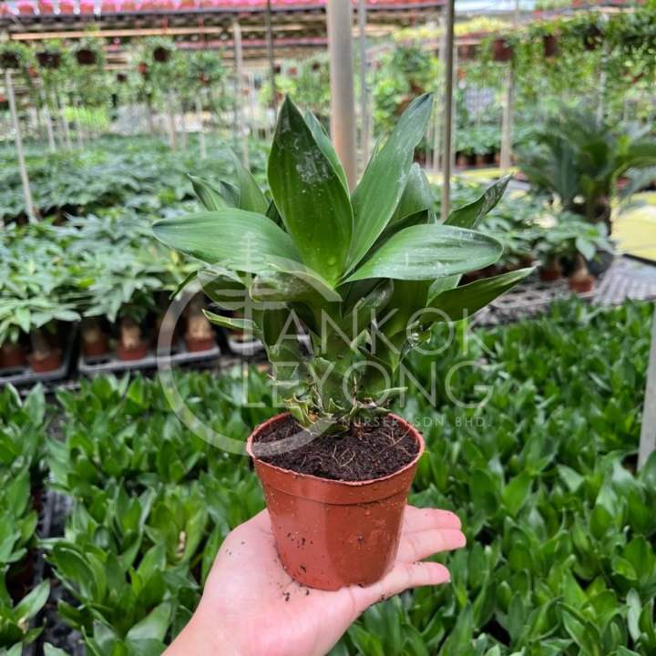 TKL%20-%20Lotus%20Bamboo/Bamboo%20Basket%20FengShui%20Lucky%20Plant%20%E8%A7%82%E9%9F%B3%E7%AB%B9/%E8%8D%B7%E8%8A%B1%E7%AB%B9/%E5%9B%9B%E5%AD%A3%E6%8B%9B%E8%B4%A2%E7%AB%B9%E9%A3%8E%E6%B0%B4%E6%A4%8D%E7%89%A9%20-%20Image%202