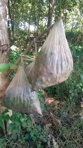 De Besttan Moluskisida 100gr Pembasmi Keong Sawah Siput Pengganggu Tanaman Padi /Racun Keong