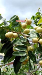 Bibit Kelengkeng Matalada Okulasi Super Cepat Berbuah