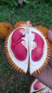 Bibit Durian Merah Super Okulasi Siap Berbuah
