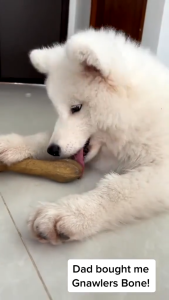 All Stages Adult Puppy Gnawlers Bone All Natural Dog Treats Dog Food Dog Snacks