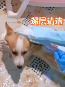 🔥Fast Delivery🔥Pet Grooming Cleaning Gloves Dog Cat Bathing Shampoo Glove Scrubber Cleanner Hair Remover