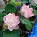 Củ sen Super Lotus. 