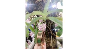 Cước Câu Cá Tàng Hình Đồ Câu Văn Chương