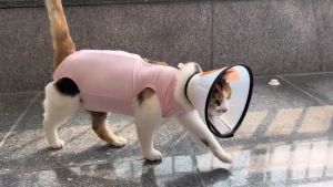 [8 SIZES] 🇲🇾Stock Elizabeth Collar Protection Neck Collar Cone Dog Cat Kolar Kon Perlindungan Kucing Pemulih 宠物软棉伊丽莎白