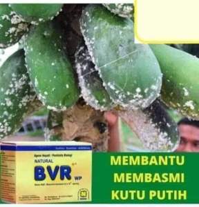 BVR PENGENDALI HAYATI TERLARIS.