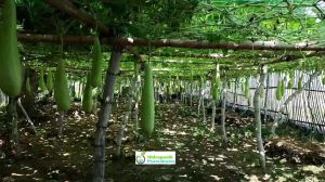 Benih Labu Air MANISA 10 Gram Cap Bintang Asia PT Benih Citra Asia