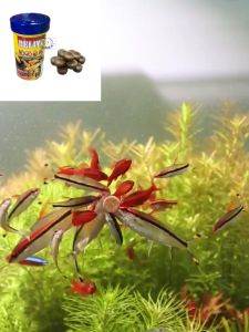 Relive - Hộp 100 viên Thức ăn dán cho cá cảnh chiết lẻ