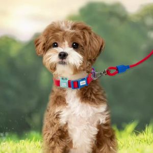 UNMIXED Pet Collar Leash Set Adjustable Strap Quick Release Buckle Reflective Logo 360° Swivel Metal D-Ring