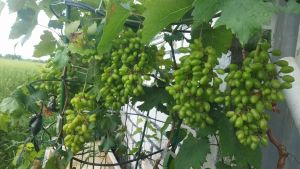 entres anggur banyak farian