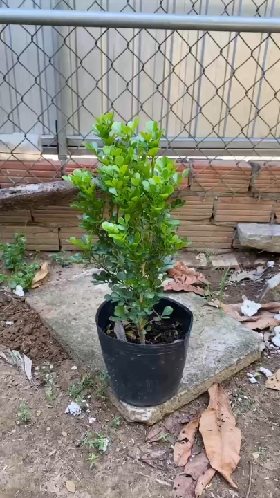 Cây Ngâu Hoa Vàng - Tổng thể tầm 40-50 cm - Thích hợp cho sân vườn ...