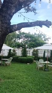 Anusarin New Morning 01 Indoor Outdoor Chair เก้าอี้รับประทานอาหารโครงอลูมิเนียมน้ำหนักเบาสีเลียนธรรมชาติสานหวายสังเคราะห์สีขาวเขียว ตั้งในบ้านได้กลางแจ้งได้