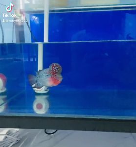 Công thức độc quyền cám la hán 270gr sản phẩm có tác dụng giúp cá lên màu đẹp sáng châu đầu căng tròn/KHOÁNG BỔ SUNG