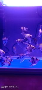 Assorted Ikan Angel /杂鲳