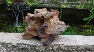 kayu rentek aquascape size S