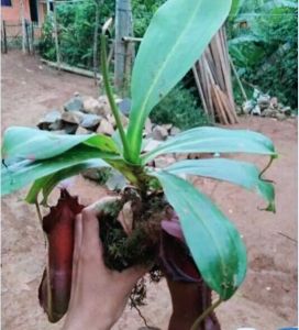 Tanaman Hias Kantong Semar dewasa bunga
