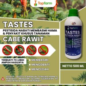 Obat Cabai Busuk Buah: Solusi Perlindungan Tanaman Cabe Rawit