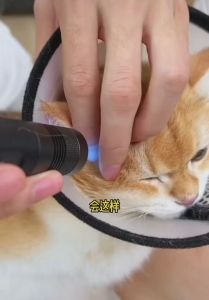 Sikat Kutu Kucing Pet Flea Comb Cat Dog Comb