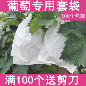 ถุงป้องกันแมลงสำหรับปลูกองุ่นกลางแจ้ง ถุงป้องกันน้ำสำหรับปลูกองุ่น ถุงกระดาษสำหรับการเพาะปลูก ถุงป้องกันแมลงสำหรับการเพาะปลูก