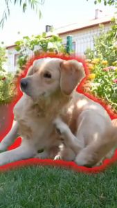 Peppy Paws Flea & Tick Dog 120 Soft Chews  -  | Natural Repellent | Improves Immunity | FDA Registered | Non GMO | All Natural | 100% Original