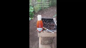 Madu Hermon - Madu Klanceng Trigona Raw Murni dan Organik 1000 gr (Sertifikat PIRT)