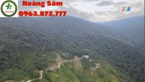 RƯỢU SÂM NGỌC LINH (THÂN CỦ LÁ)_ Chai 500 ml (rượu +Củ)_THƯỢNG HẠNG