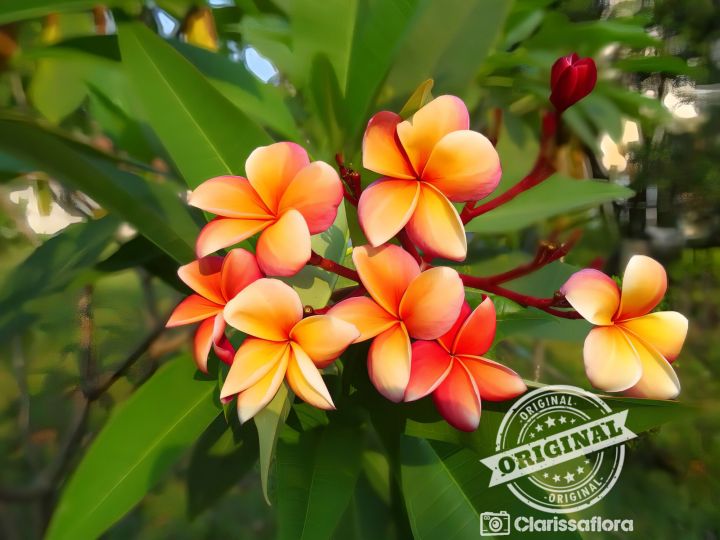 プルメリア CENDANA EMAS Plumeria CENDANA EMAS カット苗 - メルカリ