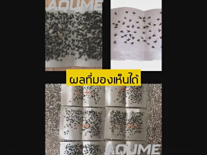 กาวดักแมลงวัน ดักแมลงวัน(แพ็คละ50/ 100 แผ่น)Sticky Fly Paper กาวแน่น กาวเต็มแผ่น มีสารล่อแมลง ติดทนนาน ปลอดภัย ใช้งานง่าย รับประกันคุณภาพ กาวดัก