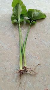 1 cây khoai môn ngọt xanh giống