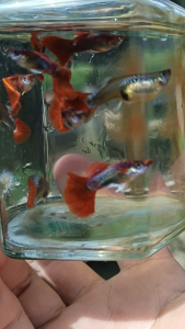 Ikan Hidup Akuarium Guppy Red Rose 1 pair/3 pairs