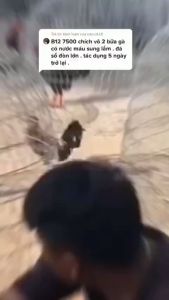 B12-7500 Tăng bo cấ.p tố.c