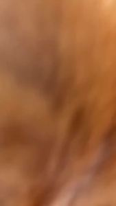 1kg Dog Dry Food Adult Whooppy All Breed Adult Dogs Pet Essentials