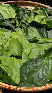 Mulberry Whole Dried Leaves ( 24-26 grms