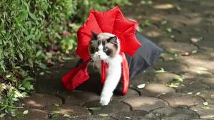 Halloween Pet Cape Vampire Pet Costume Dog Cat Cosplay Cloak Comfortable Nylon with Strap Closure For Small & Medium Dogs & Cats