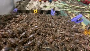 Bể nilong nuôi dế 1x1x1x0.7m