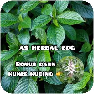 Daun keji beling atau pecah beling segar 1 kg GRATIS daun kumis kucing-az