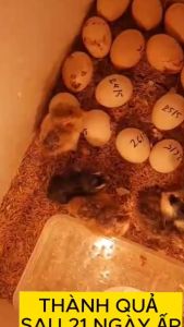 Bộ máy ấp trứng gà vịt ngan ngỗng cho gia đình