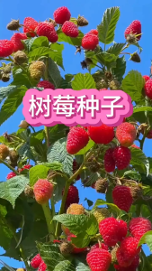 200 เมล็ด เมล็ดพันธุ์ราสเบอร์รี่แดง เมล็ดราสเบอร์รี่ งอกง่าย โตไว พุ่มใหญ่ ผลดก