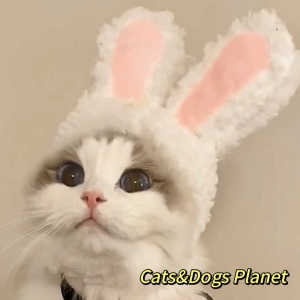 Pet Cat Wig Bobhaircut Straight Bangs Gold Three Cabinets Same Style Headgear Dog TikTok Red Hair Decorative Gold Gradually Layer