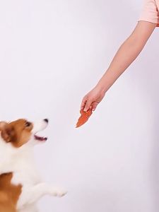 ขนมสุนัข อาหารเสริมแคลเซียม ทำความสะอาดฟัน บิสกิตแท่งนมไก่ อกไก่ เนื้อวัว ขนมแมว สุนัข 110 กรัม Pet Care Stores