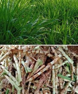 Bibit rumput Odot kualitas super 1kg pakan kambing berakar