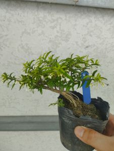 Mai chiếu thuỷ bonsai mini