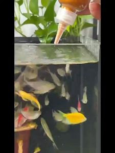 ไข่อาร์ทีเมีย อาทีเมียร์ลอกเปลือก อาหารปลากัด อาหารลูกปลาทอง ให้ปลากินได้ทันที เร่งสีเร่งโต อาหารปลาหางนกยูง