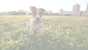 Natural Dog Company Skin Soother (Tin) | Skin Healing Balm | Natural Dog Grooming Essentials