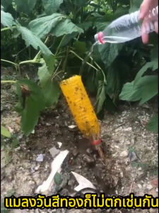 ฉีด1ครั้ง ล่อแมลงวันต่อเนื่อง6เดือน สารล่อแมลงวันทอง สเปรย์กาว อัพเกรดสูตรใหม่ สเปรย์ดักแมลงวันทอง สเปรย์กาวกำจัดแมลงวันทอง ติดแน่น หนีไม่พ้น สารล่อแมลงทอง ดึงดูดแมลงวันผลไม้ได้100% ไม่กลัวตากแดดหรือฝน ยาล่อแมลงวันทอง ยากำจัดแมลงวันทอง น้ำยาล่อแมลงวันทอง