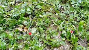 ชูฟือ 40 ชุด พ่นละอองน้ำ สำหรับ 40 หัวพร้อมสายไมโคร 40 เมตร พร้อมชุดต่อก๊อกสนามทั่วไป