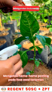 REGENT 50 ML INSEKTISIDA REGENT 50SC + ZPT obat pengendali hama plus zat pengatur tumbuh pembasmi ulat kutu